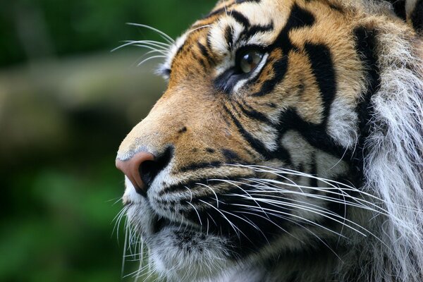 Gesicht des Tigers Nahaufnahme