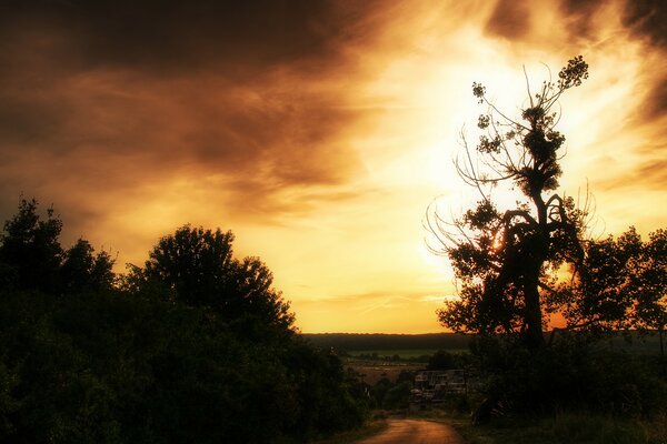 Bellissimo tramonto giallo nella foresta