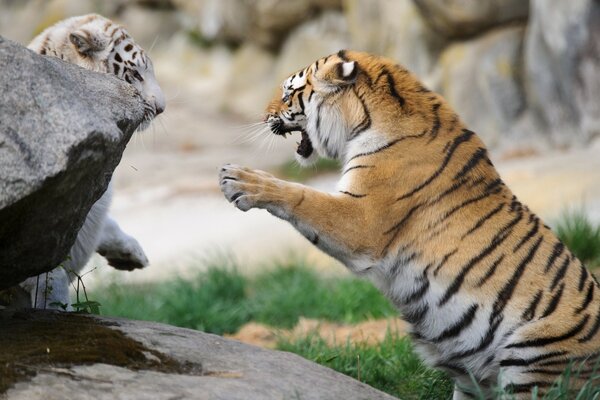 Kampf der weißen und roten Tiger