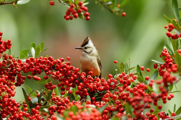 Ein kleiner Vogel sammelt rote Beeren auf einem Ast