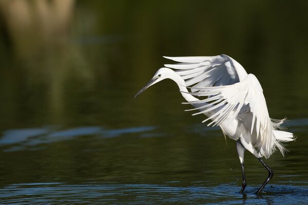 Mit den Flügeln auf dem Wasser schwingen