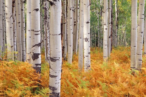 Autumn forest birch trees