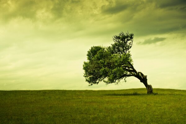 Ein einsamer Baum steht auf einem Feld unter den Wolken