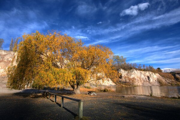 Arbre jaune près des rochers sur le rivage