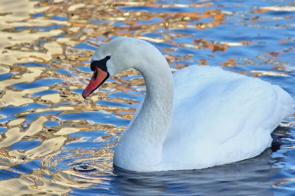 Un doux cygne flotte dans l eau dorée