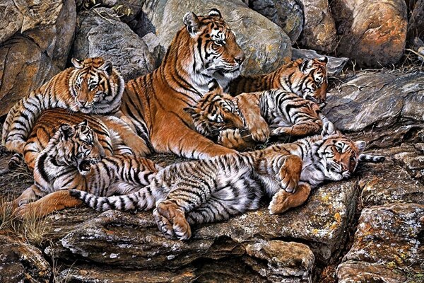 A family of tigers lies on the rocks