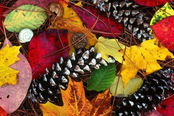 Foglie, coni, colori di autunno