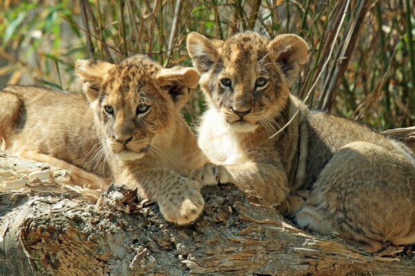 Les beaux lionceaux se blottissent ensemble