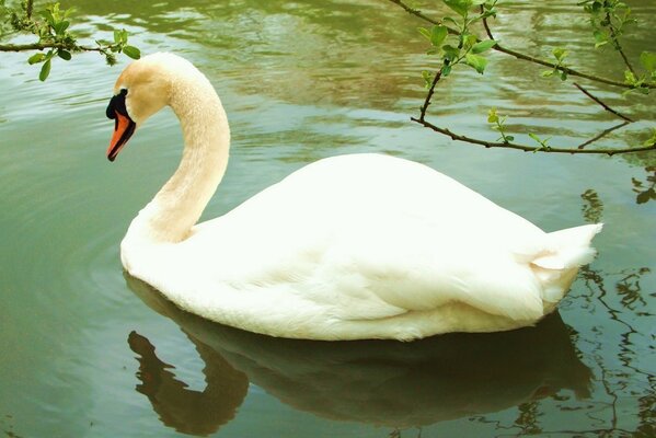 Le cygne solitaire flotte sur l eau