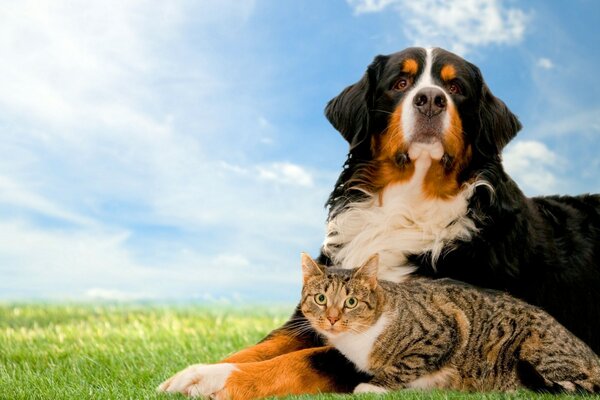 Flauschige Freunde großer Hund und kleine Katze sitzen auf einer sonnigen Wiese