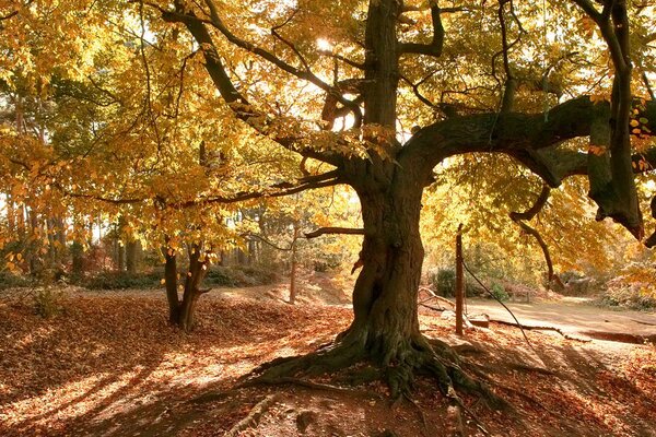 Alter Herbstbaum mit Wurzeln