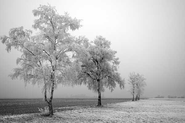 Schneebedeckte Bäume auf der Straße im Winter