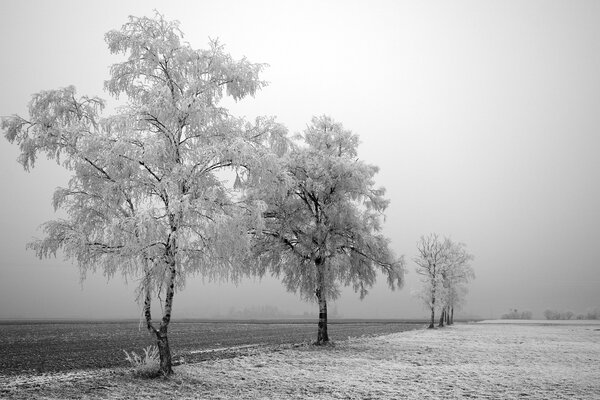 Снежные деревья по дороге зимой