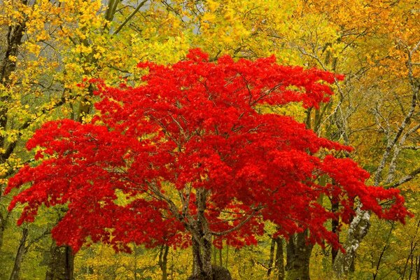 Wspaniałość natury czerwone jesienne drzewo