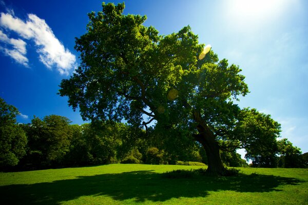 Arbre dans l herbe verte et le soleil