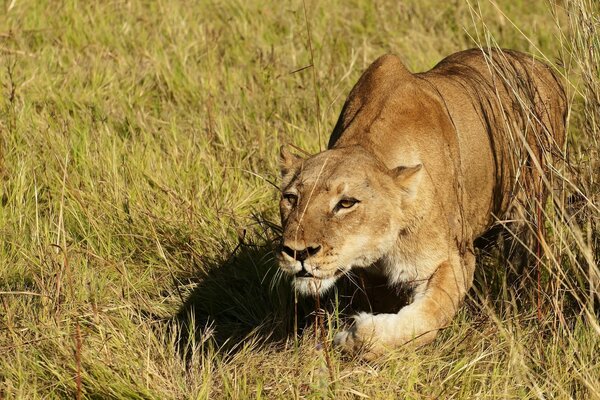 Die Löwin beginnt zu jagen und versteckt sich im Gras