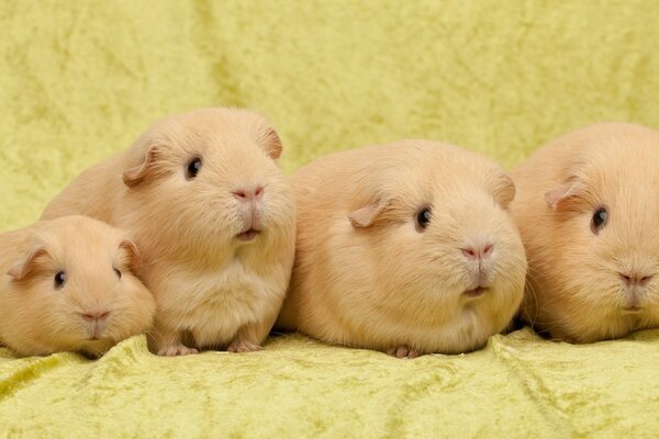 Cute golden guinea pigs