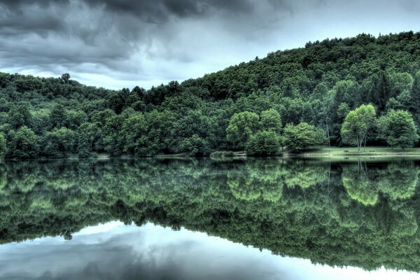 Immagine speculare della foresta sull acqua