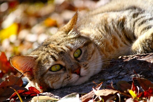 A lazy cat is resting in the autumn foliage