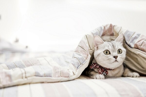 Surpris chat mignon avec un arc caché dans une couverture