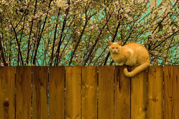 Gatto di marzo sul recinto