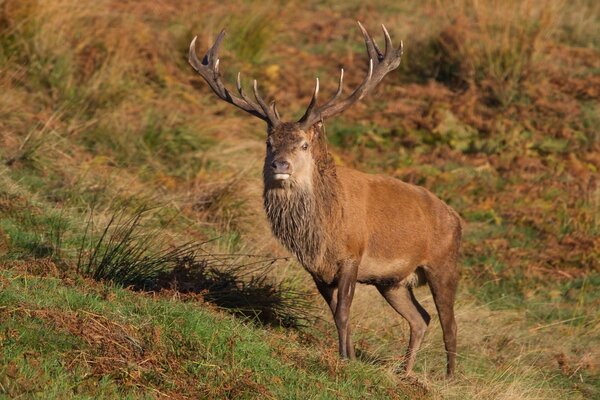 Deer with big horns