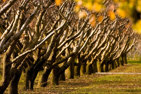 A row of trees on the yellowing grass