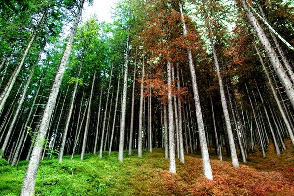 Forest on the background of spring and autumn