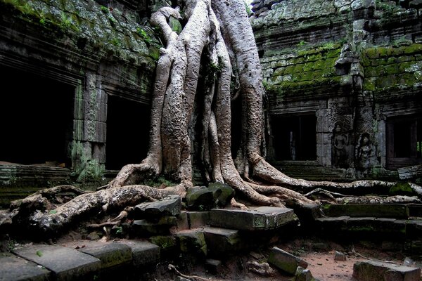 Arbre parmi les ruines et les ruines antiques