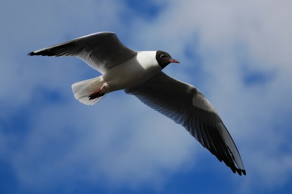 A lake gull flew into the sky