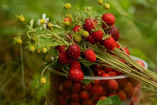 Strawberry twigs with flowers on a transparent glass