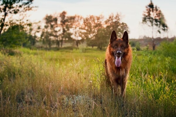 Deutscher Schäferhund ist ein Freund des Mannes