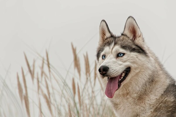 Husky aux yeux bleus