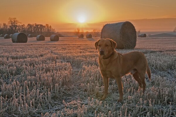 Chien dans le champ dans le gel