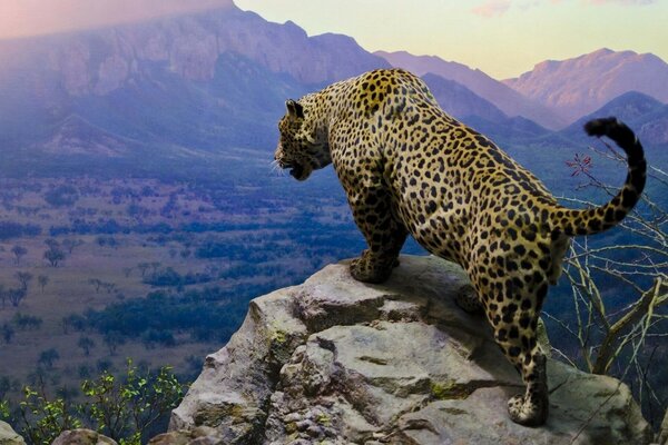 A beautiful cheetah stands on top of a cliff and looks down