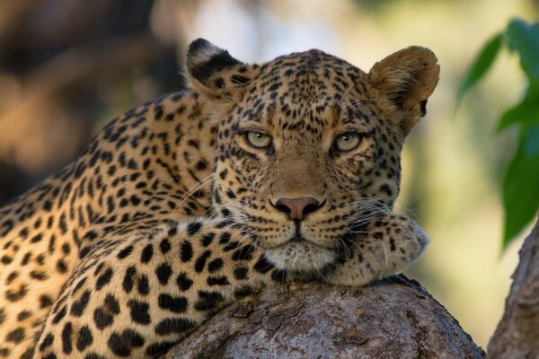 The leopard lies on the rocks and looks