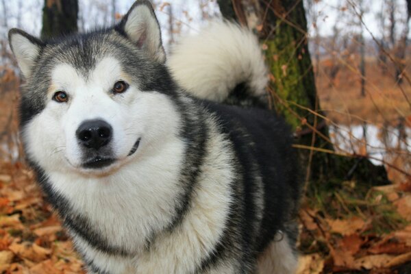 Alaskan malamute in autumn ea nature