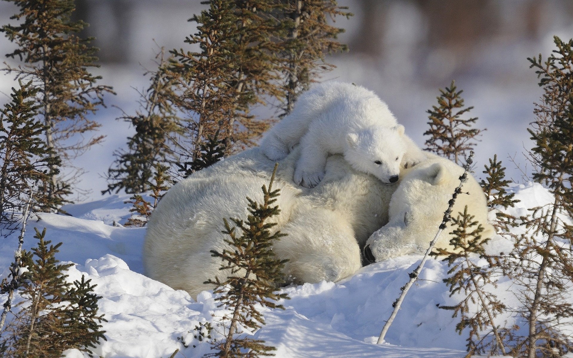 madre oso polar ternura nieve situaciones bebés invierno