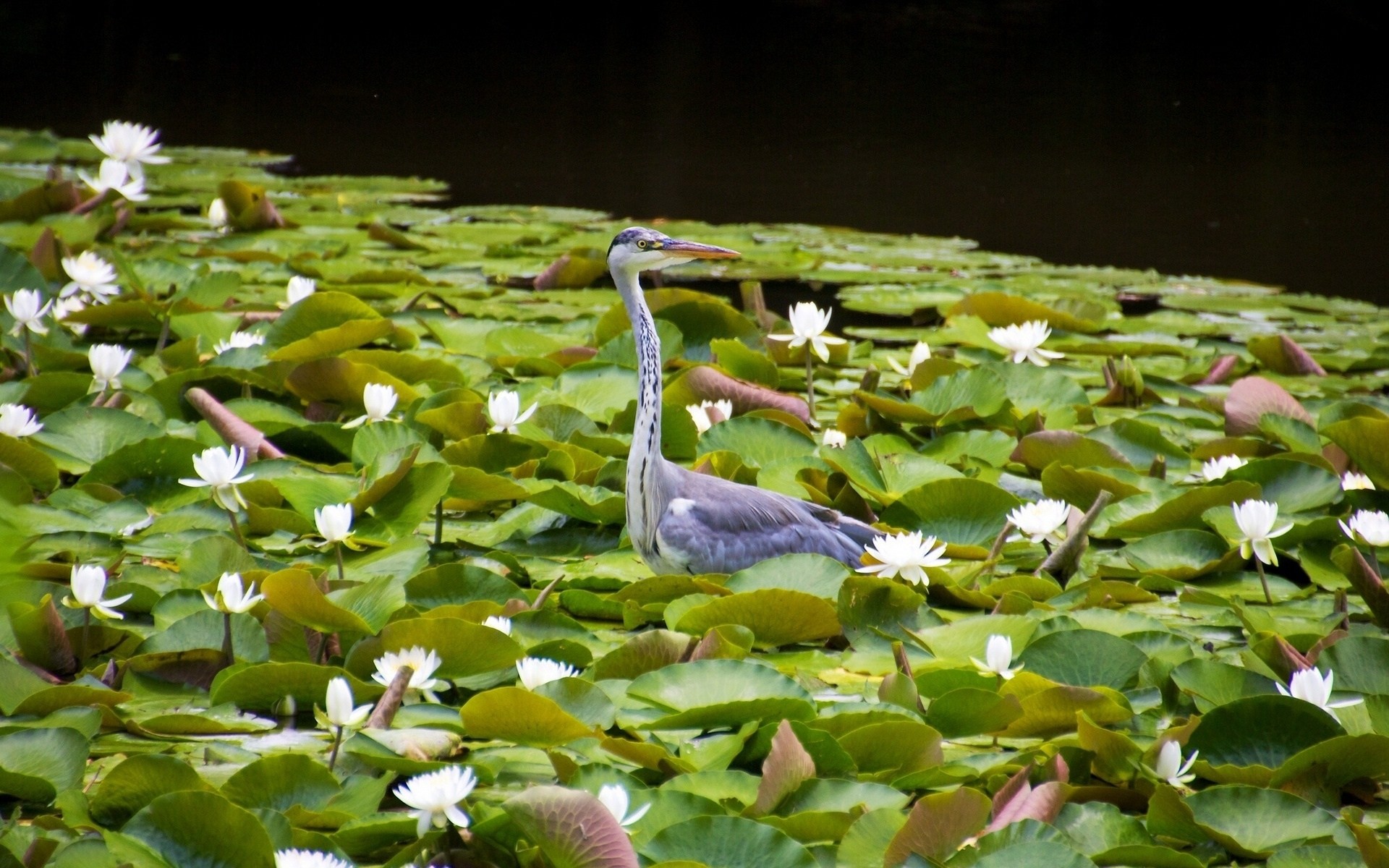 feuille oiseaux héron héron gris nénuphars