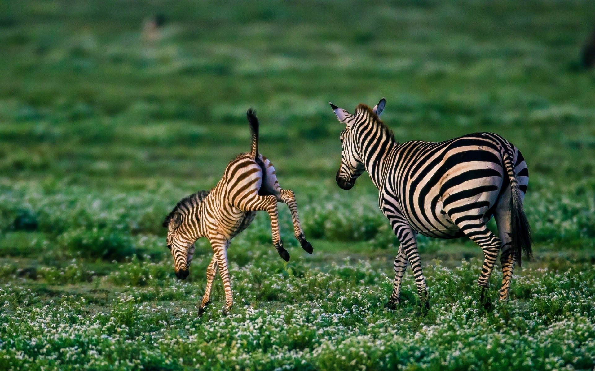 zebra baby