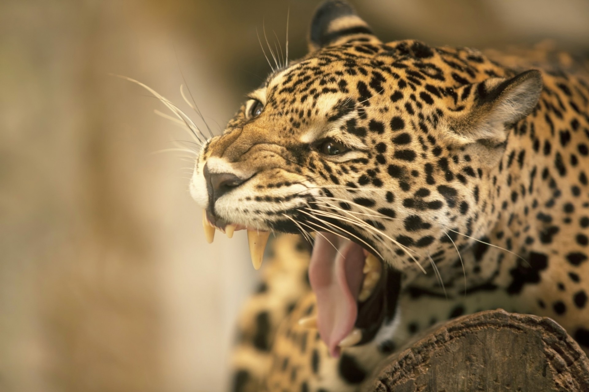 denti jaguar bocca zanne gatto selvatico lingua