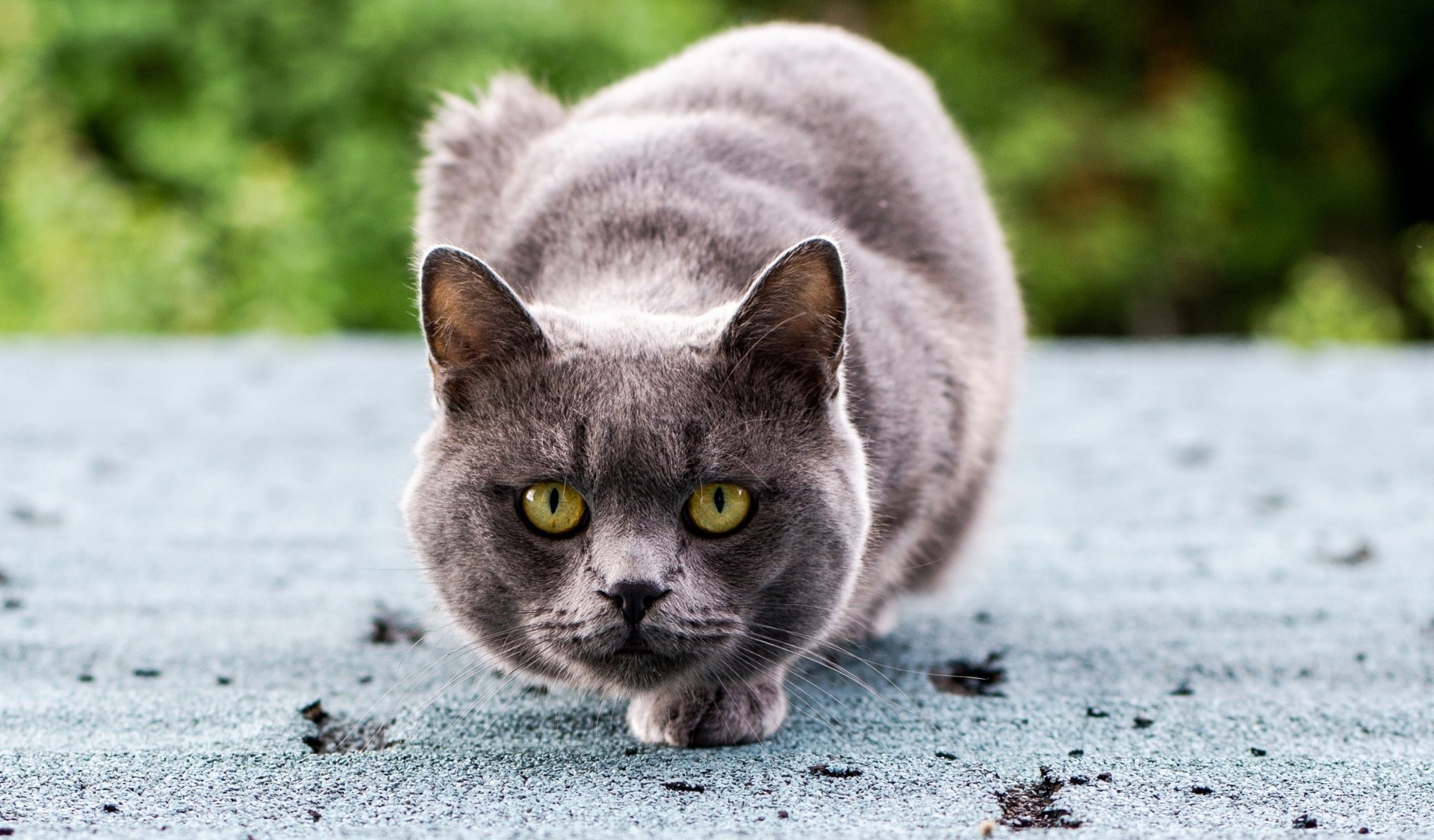 grau sitzend augen blick katze