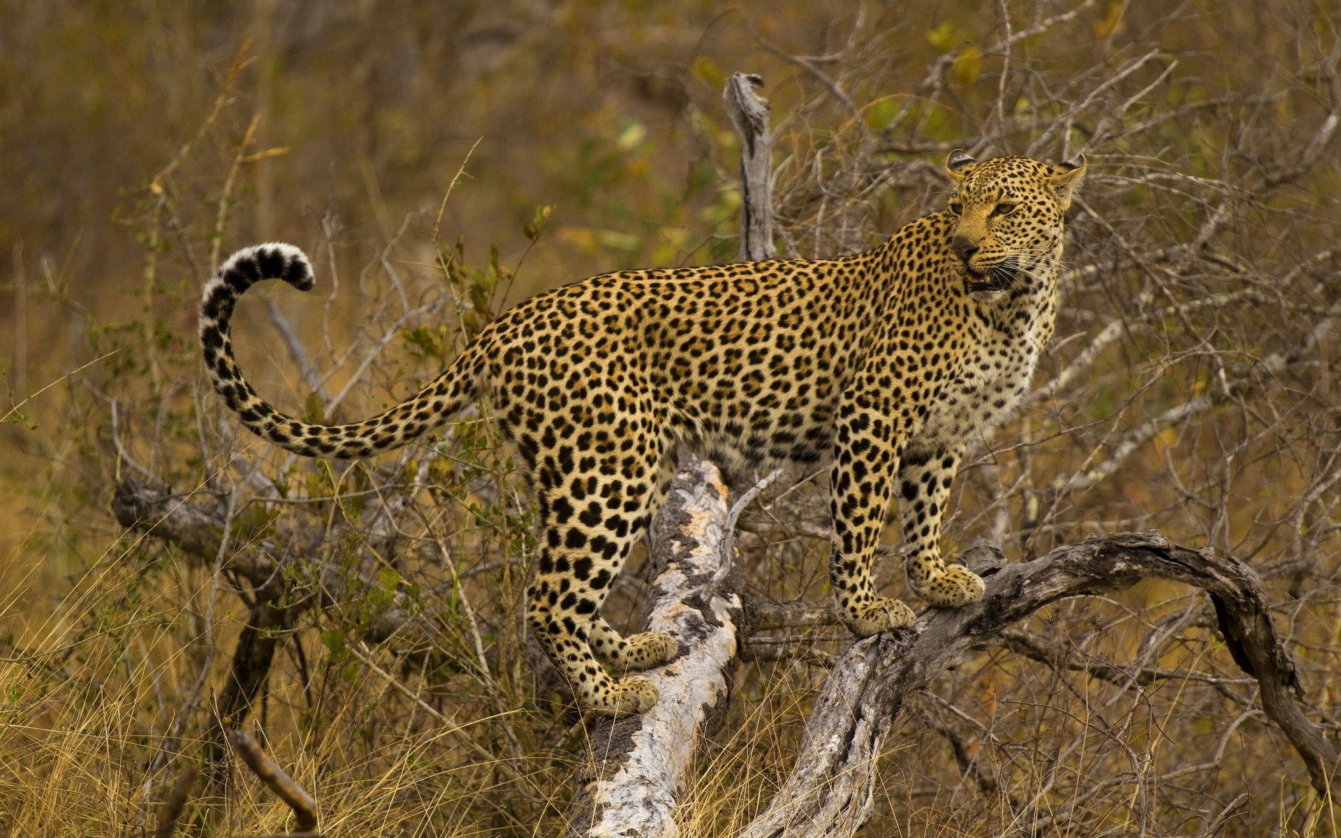 afrique safari savane léopard photographie