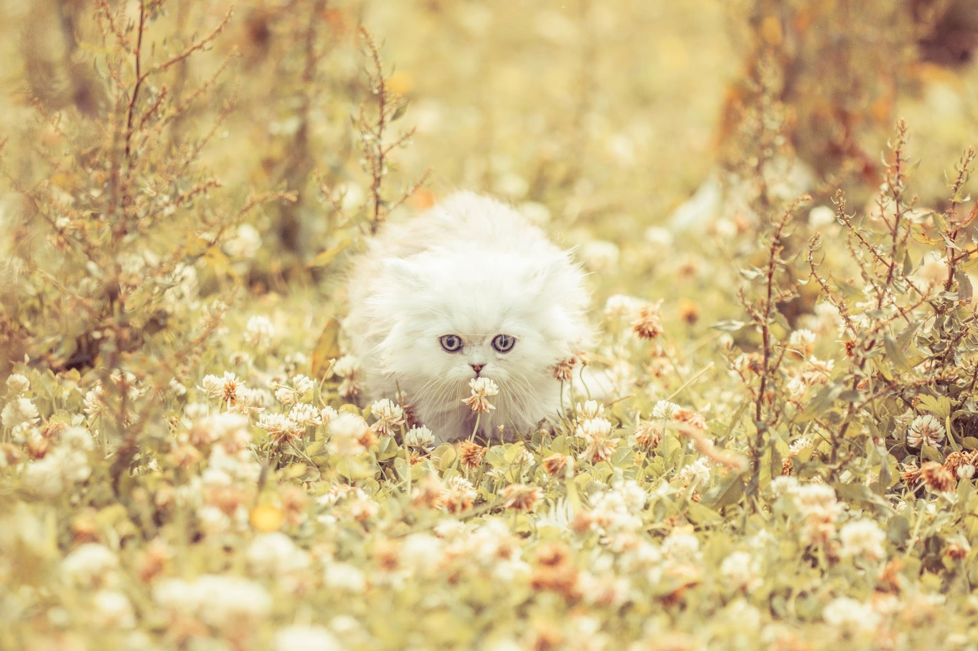 white clover cat