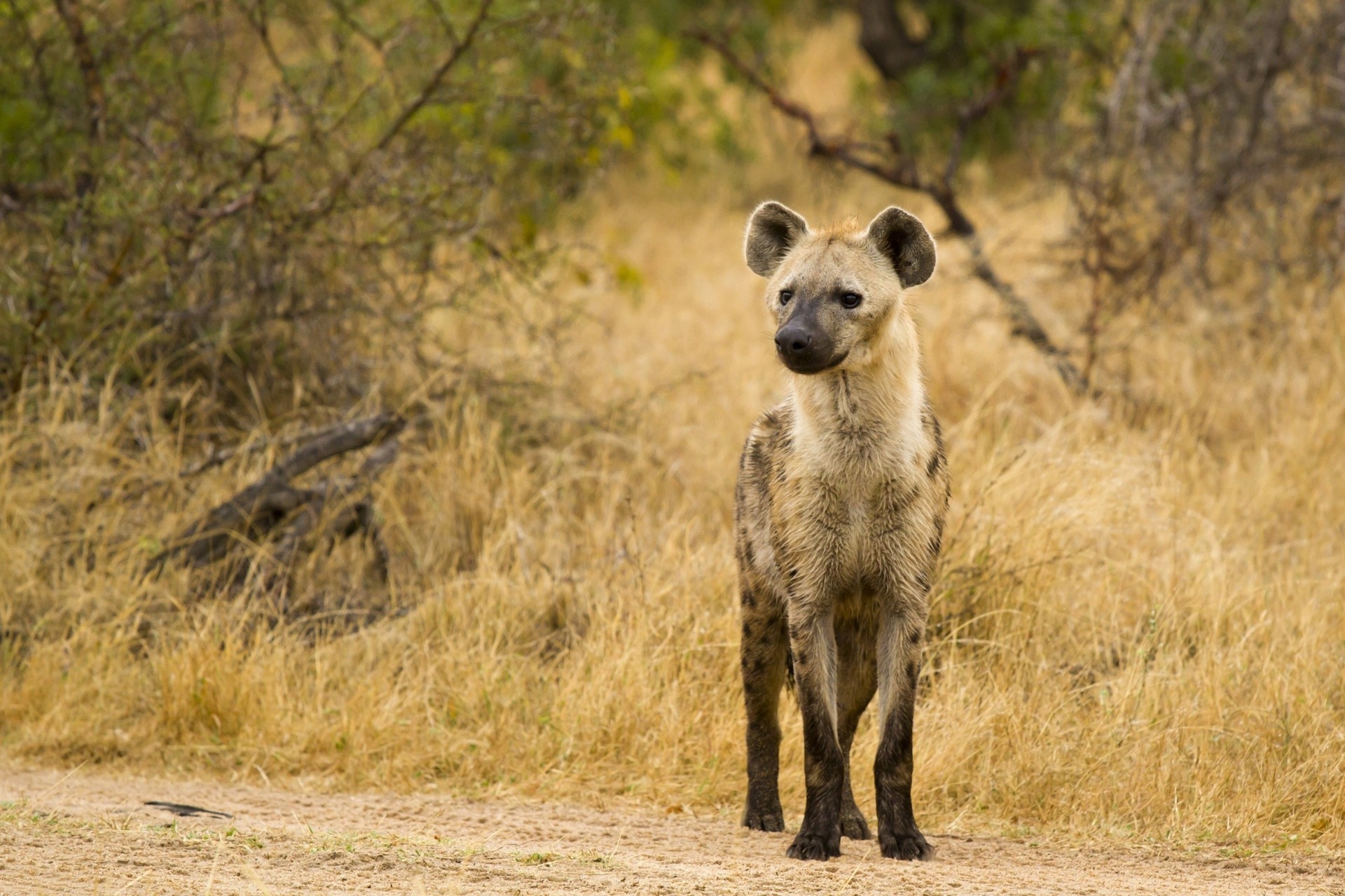 hyena predator