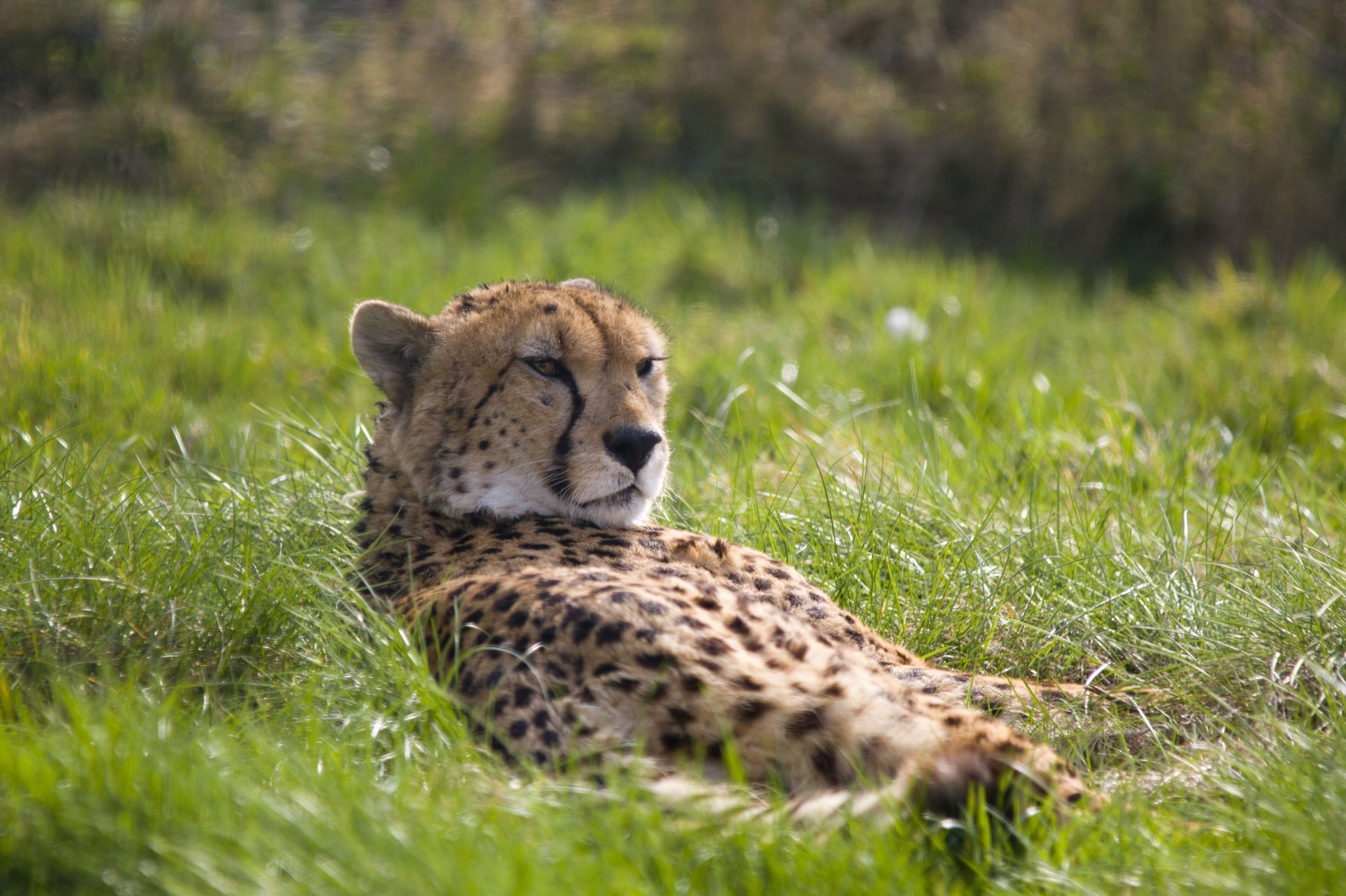 chat sauvage guépard repos