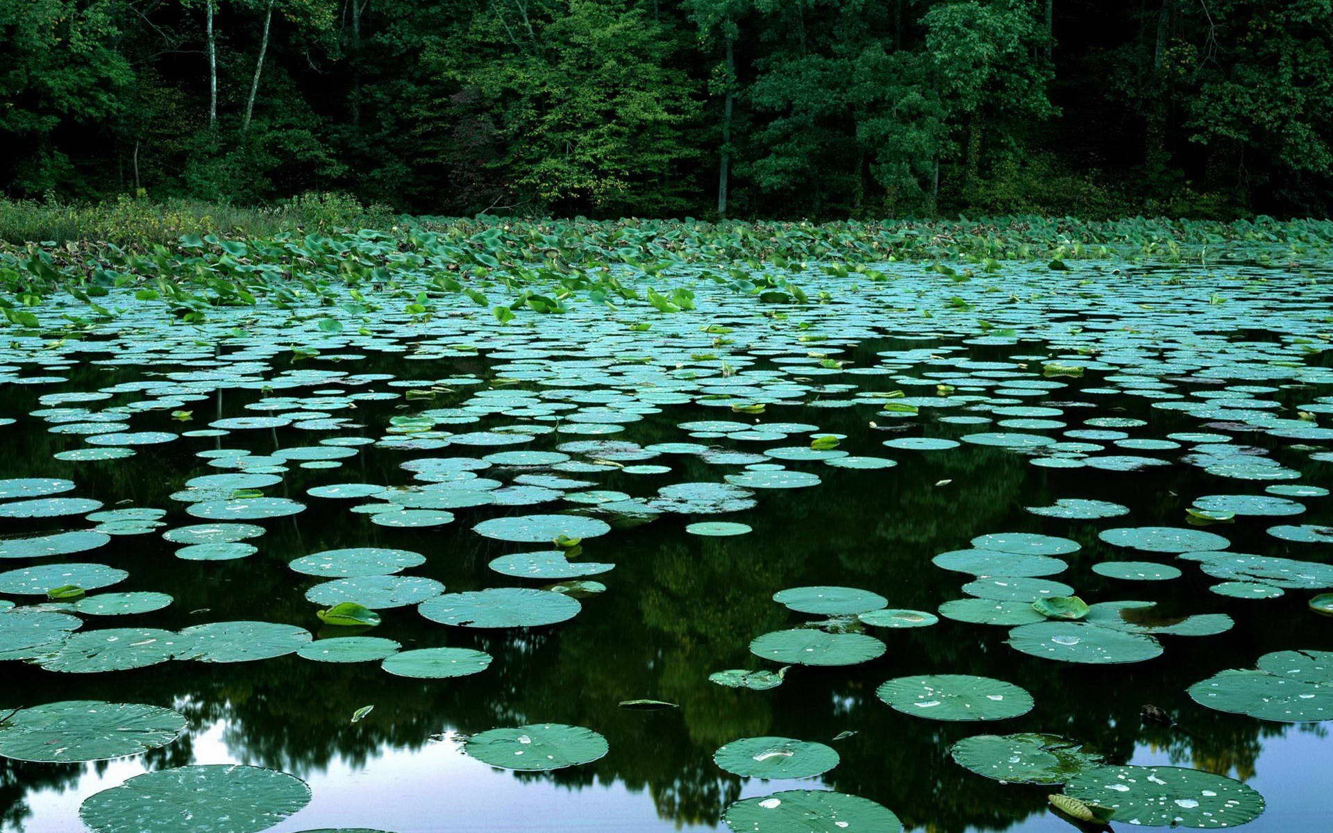 water lilies bog water vegetation