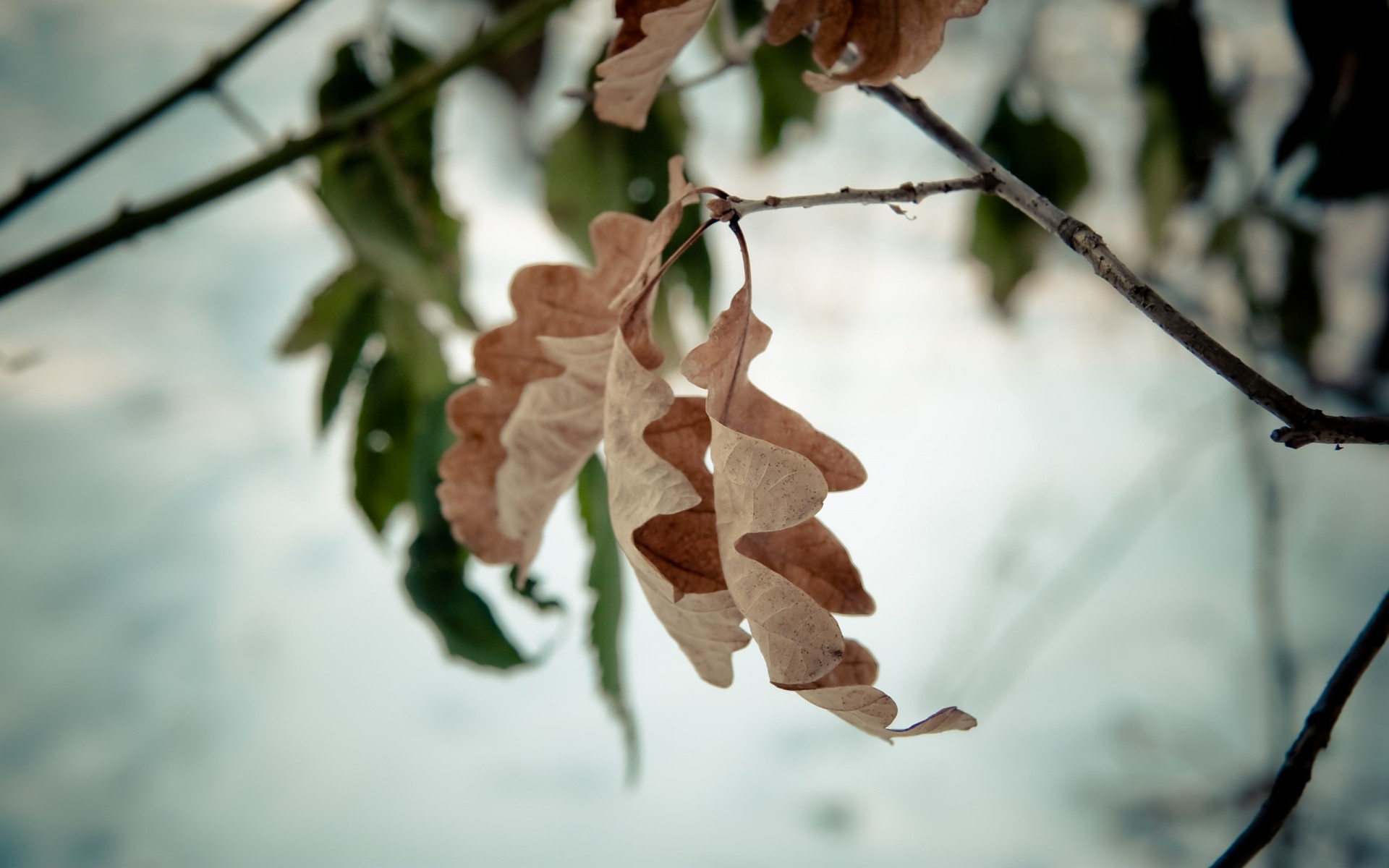 arbre branche feuille