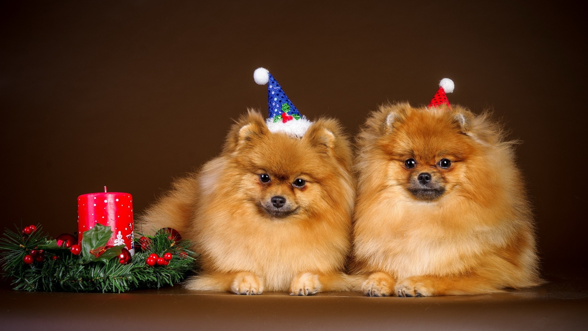 animaux année joyeux animaux chien nouveau chiens