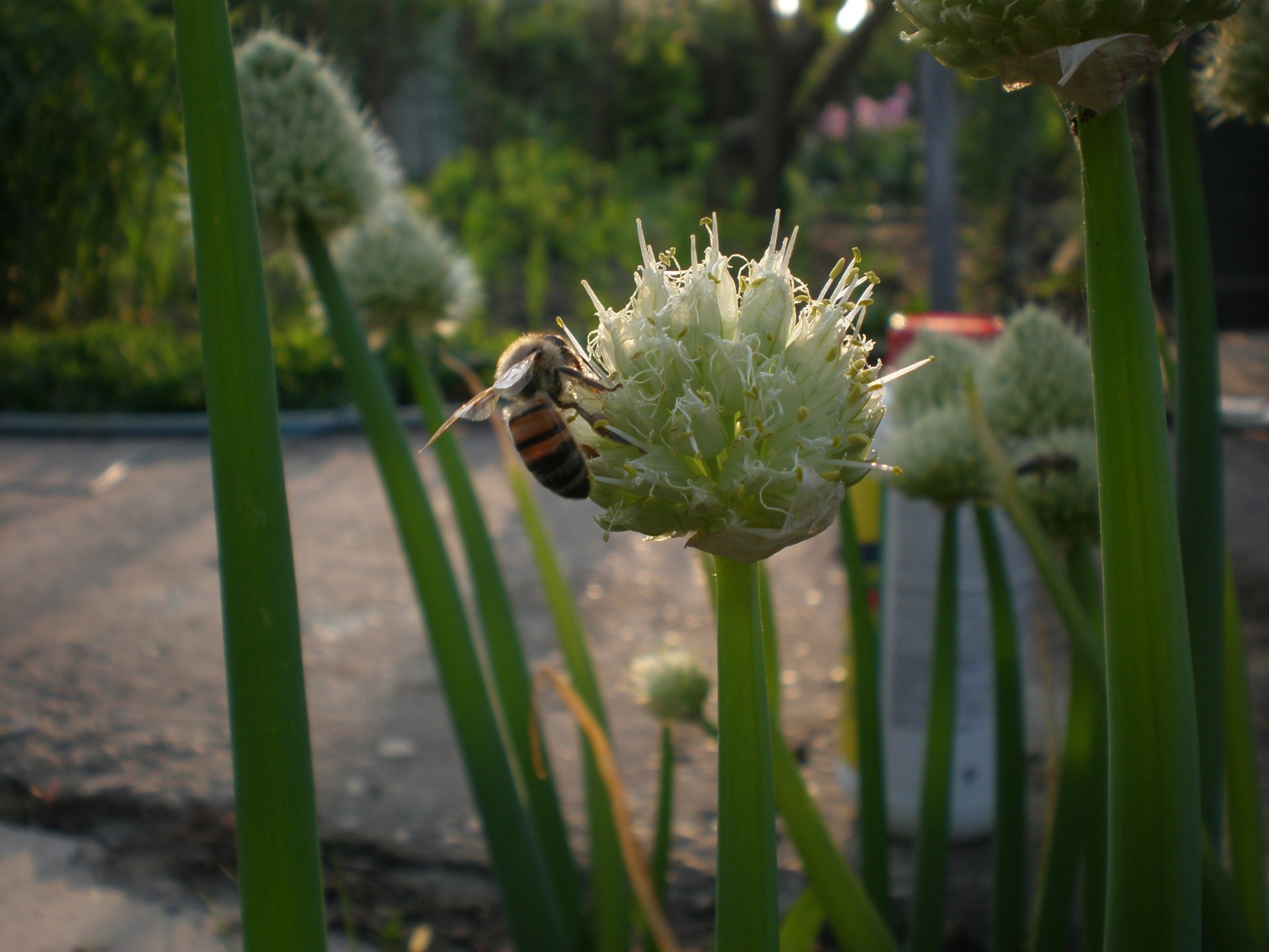 bogen biene licht